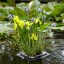 Floating Pond Plant Raft Kit