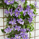 Clematis Patio Olympia Boulevard 10.5cm Pot