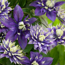 Pair of Clematis 'Taiga' 9cm Pots