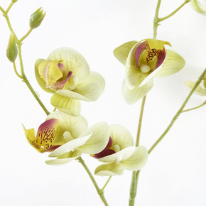 Pack of 6 x 80cm Cream Artificial Mini Orchid Stem