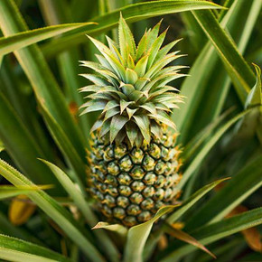 Pineapple Plant - 14cm Pot