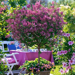 Syringa 'Palibin' (Lilac) Standard Tree 90cm Tall