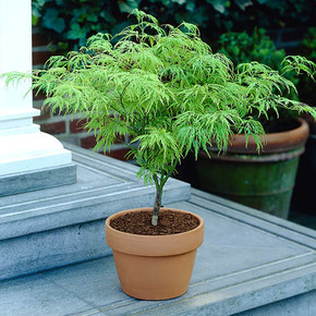 Acer Palmatum Dissectum Tree in 3L Pot: Vibrant Lime Green Leaves in Spring, Transitions to Captivating Orange in Autumn