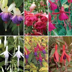 Hardy Fuchsia Collection x6 9cm Pots