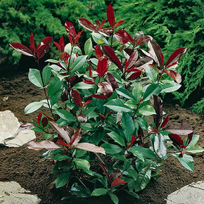 Photinia 'Little Red Robin' 2L Pot