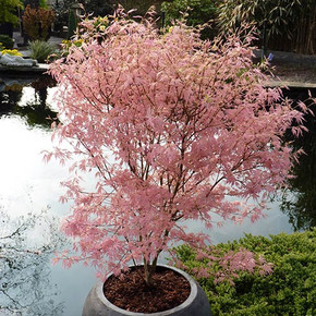 Acer 'Taylor' With Planter, Compost & Feed