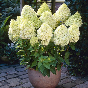 Image of Hydrangea paniculata Limelight in a garden setting