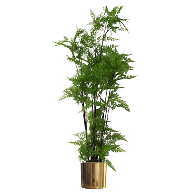 150cm Artificial Natural Extra Large Fern Foliage Plant with Gold Metal Planter