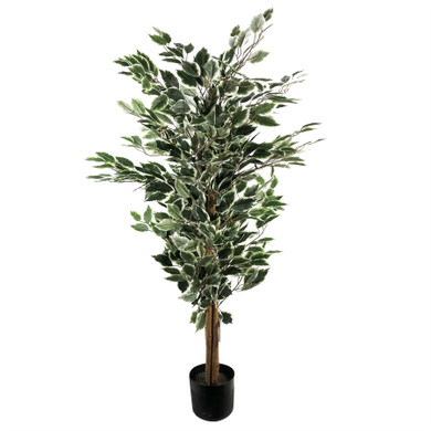 130cm Tall Variegated White/Green Bushy Ficus Tree