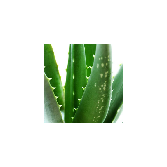 Aloe Vera - 14cm Pot