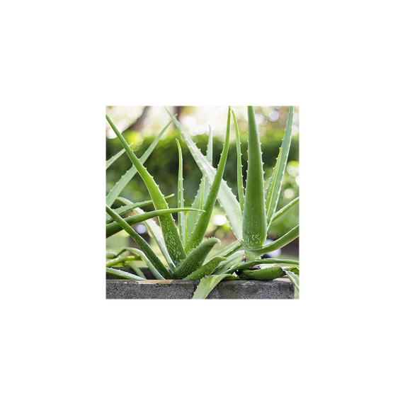 Aloe Vera - 14cm Pot