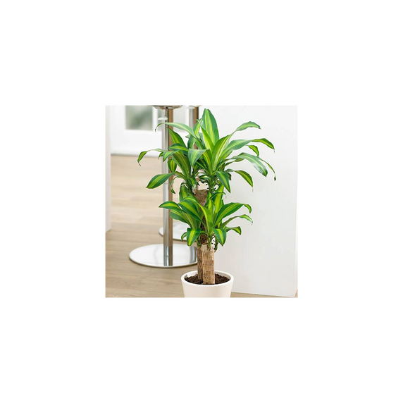 Dracaena Fragrans Yellow Coast - 17cm Pot