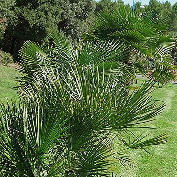 Image: Trachycarpus Windmill Palm Tree with lush green fan-shaped leaves and a sturdy trunk in a garden setting