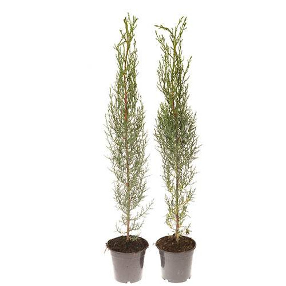 Pair of Italian Cypress Trees: Tall, slender evergreen trees with a Mediterranean charm, planted in 14cm pots. Ideal for gardens, borders, and decorative pots