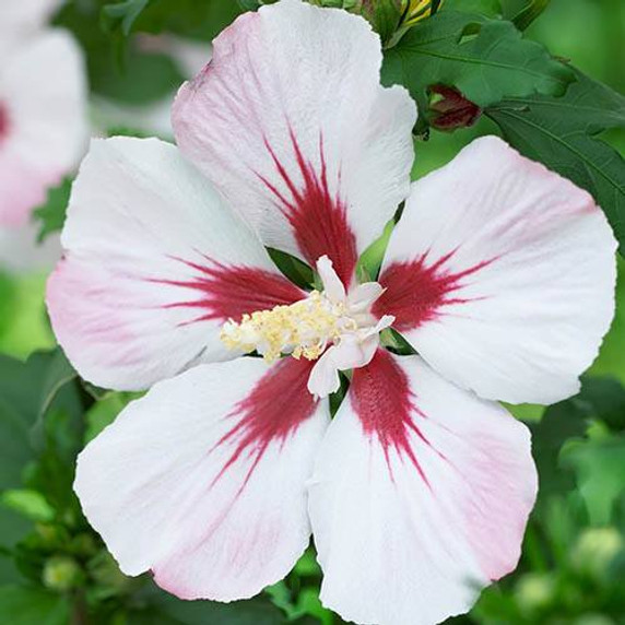 Hibiscus 'Hamabo' 19cm Pot