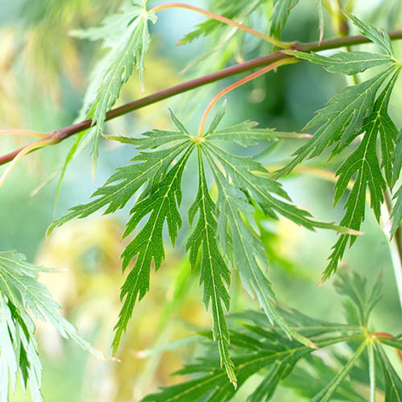 Acer Palmatum Dissectum Tree in 3L Pot: Vibrant Lime Green Leaves in Spring, Transitions to Captivating Orange in Autumn