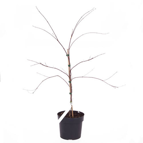 Captivating Acer Palmatum 'Dissectum' 3L Pot: Timeless Elegance for Your Garden