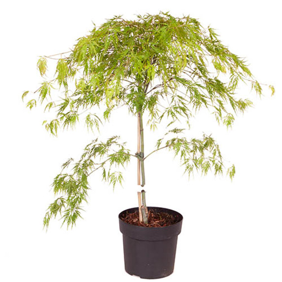 Captivating Acer Palmatum 'Dissectum' 3L Pot: Timeless Elegance for Your Garden