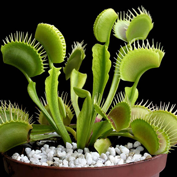 Dionaea Muscipula Jumbo - 12cm Pot