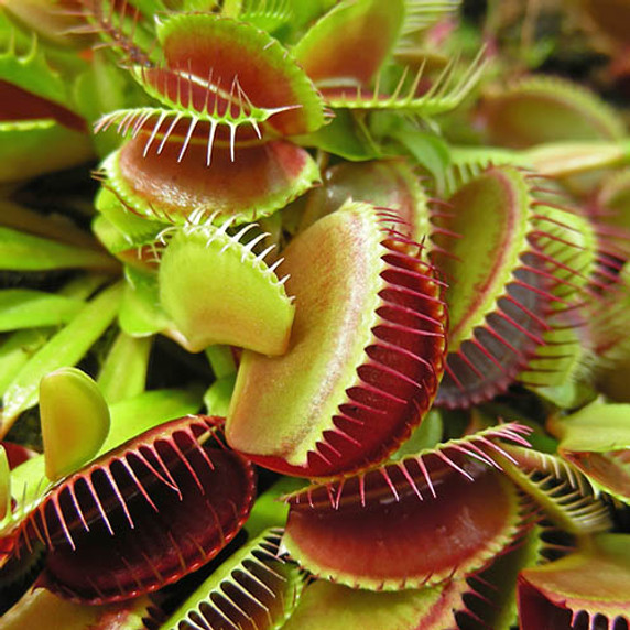 Dionaea Muscipula Jumbo - 12cm Pot