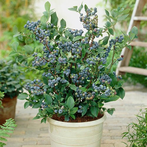 The Complete Blueberry Growing Kit