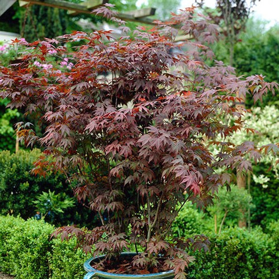 A close-up image of a potted Acer Palmatum Atropurpureum. The leaves display a deep burgundy-purple colour, creating a striking contrast against the pot's backdrop. The foliage showcases various shades of red, hinting at the upcoming autumn transformation.