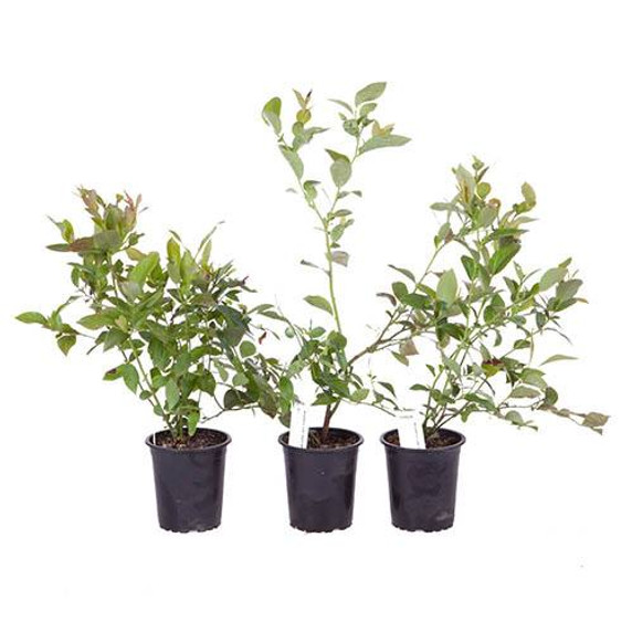 Blueberry Collection - Set of 3 Varieties