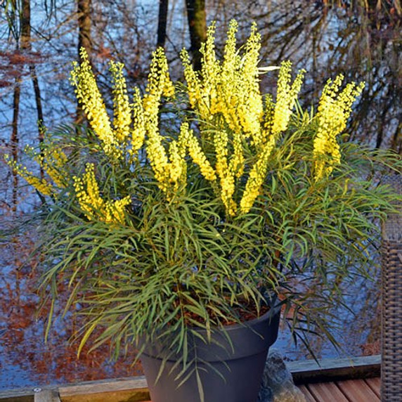 Mahonia Eurybracteata 'Soft Caress' 19cm Pot