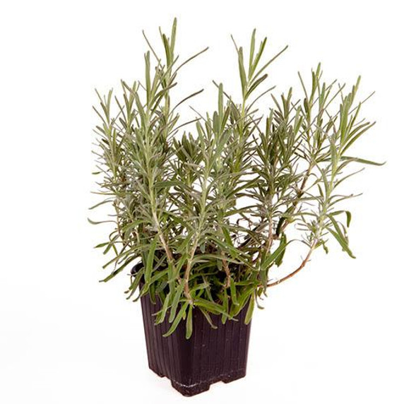 Hedging Lavender Hidcote x 10 Plants in 9cm Pots