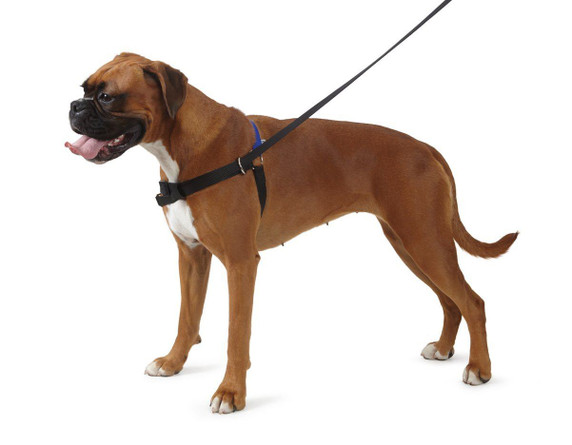 Ancol/Pure Dog Listeners - Stop Pulling Dog Training Harness & Lead Set - Large Size 7-8 (inc DVD)