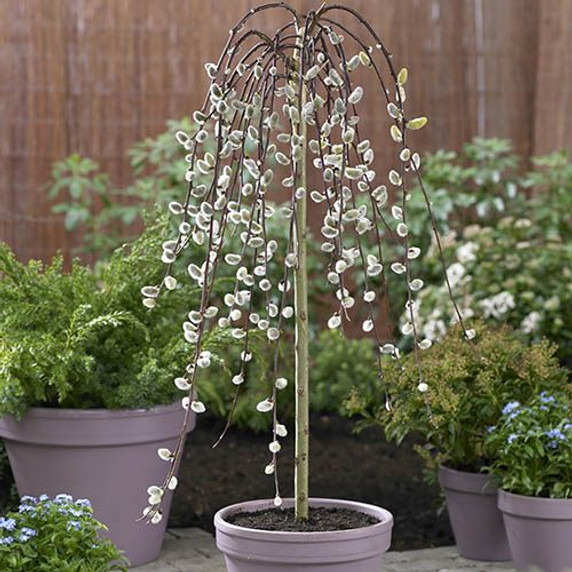 Salix  'Kilmarnock' Standard Tree 70cm Tall