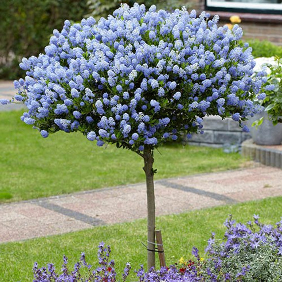 Hardy Ceanothus Standard Tree 80-90cm Tall