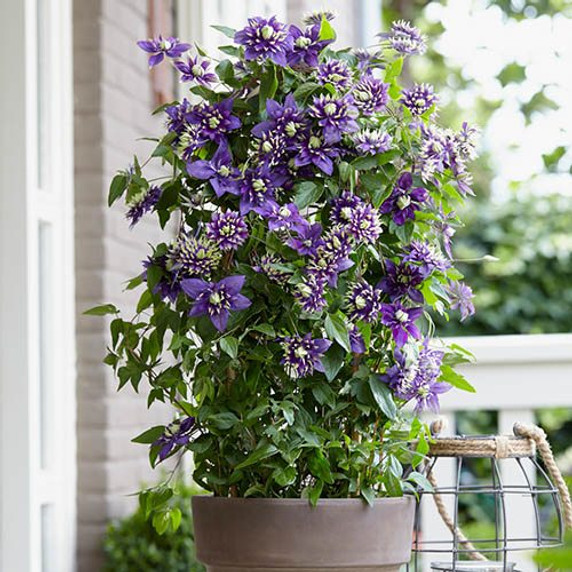 Clematis 'Taiga' 9cm Pot