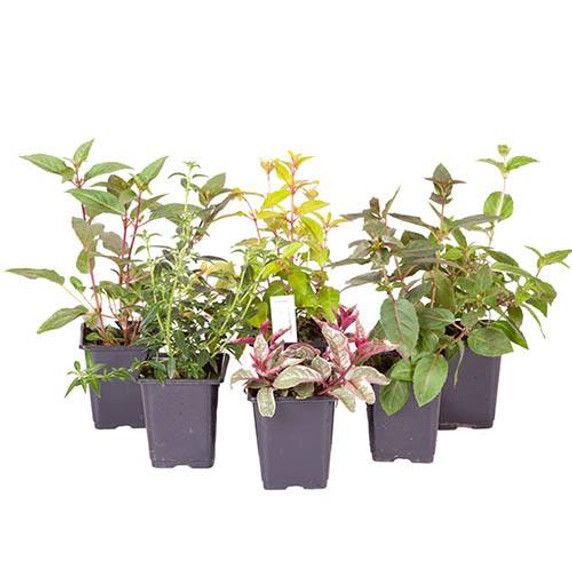 Hardy Fuchsia Collection x6 9cm Pots