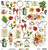 Mintay Papers - Botany - 12 x 12 Elements Scrapbook Paper - 09 (MT-BOT-09) 1
