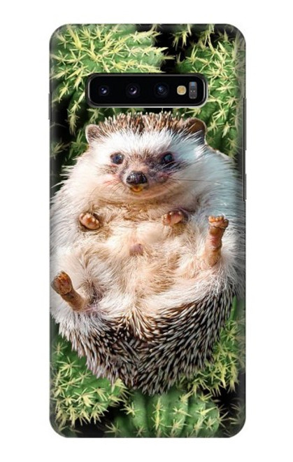 W3863 Pygmy Hedgehog Dwarf Hedgehog Paint Hülle Schutzhülle Taschen und Leder Flip für Samsung Galaxy S10 Plus