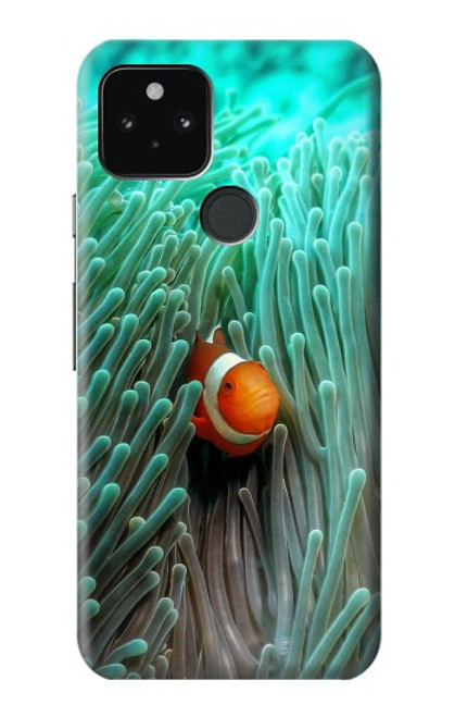 W3893 Ocellaris clownfish Hülle Schutzhülle Taschen und Leder Flip für Google Pixel 5