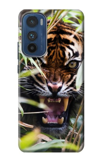 W3838 Barking Bengal Tiger Hülle Schutzhülle Taschen und Leder Flip für Motorola Edge 30