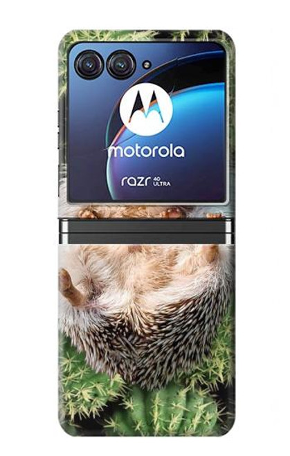 W3863 Pygmy Hedgehog Dwarf Hedgehog Paint Hülle Schutzhülle Taschen Flip für Motorola Razr 40 Ultra