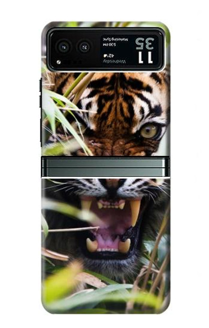 W3838 Barking Bengal Tiger Hülle Schutzhülle Taschen und Leder Flip für Motorola Razr 40