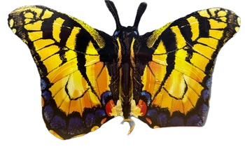 32"A Butterfly Yellow and Black Pkg (1 Count)