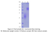 Recombinant Human NKG2A & CD94 Heterodimer