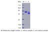 Recombinant Human NECTIN-4/PVRL4 (C-His)