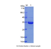 Recombinant Human Ribose-Phosphate Pyrophosphokinase 2/PRPS2 (C-His)