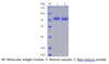 Recombinant Human FAM172A (C-His)