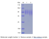 Recombinant Human B7-2/CD86 (C-His)