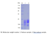 Recombinant Human Leydig Insulin-Like 3/INSL3 (C-His)