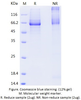 Recombinant Human PACSIN2/Syndapin-2 (C-His)
