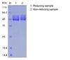 Recombinant Human Serpin I2 (C-6His)