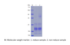 Recombinant Mouse IFN gamma (C-His)